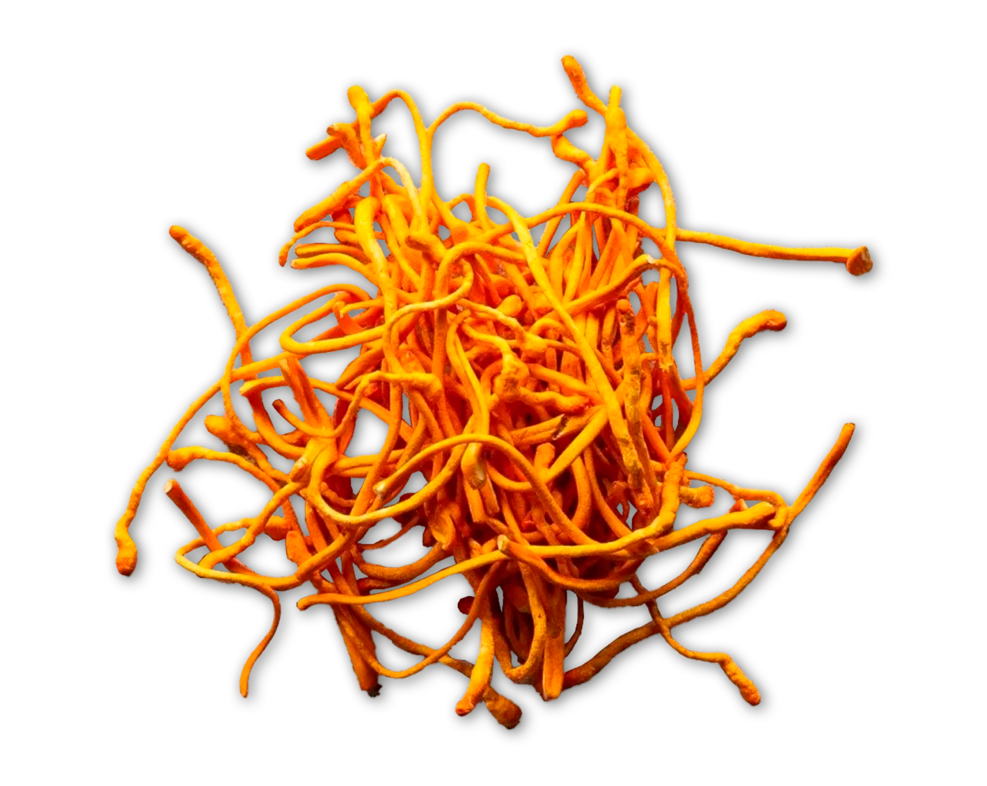 Orange cordyceps mushrooms on a white background